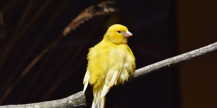 Canaries in the coal mine