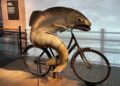 Fish And Bicycles! The Truth At Last!