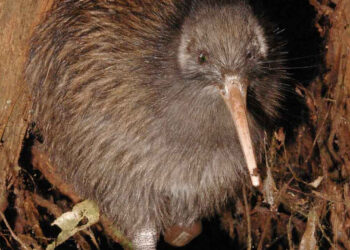 Robert Brockway presents at the 9th Annual Men & Boys Health & Wellbeing Conference – New Zealand