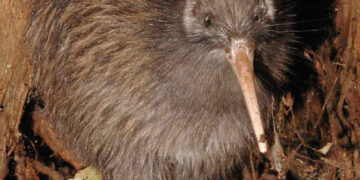 Robert Brockway presents at the 9th Annual Men & Boys Health & Wellbeing Conference – New Zealand